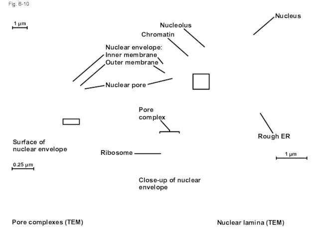 Fig. 6-10 Nucleolus Nucleus Rough ER Nuclear lamina (TEM) Close-up