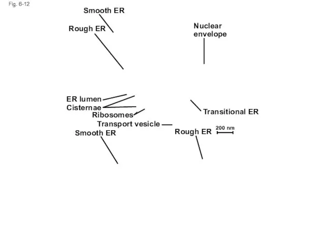 Fig. 6-12 Smooth ER Rough ER Nuclear envelope Transitional ER