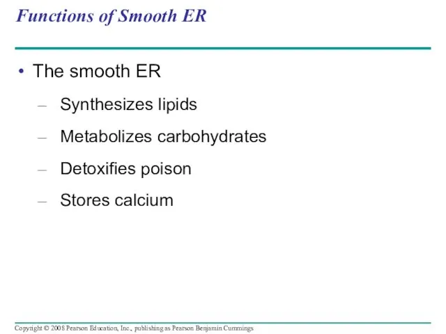 Functions of Smooth ER The smooth ER Synthesizes lipids Metabolizes