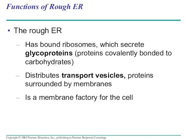 Functions of Rough ER The rough ER Has bound ribosomes,