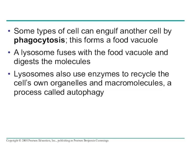 Some types of cell can engulf another cell by phagocytosis;