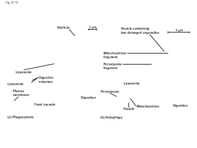 Fig. 6-14 Nucleus 1 µm Lysosome Digestive enzymes Lysosome Plasma