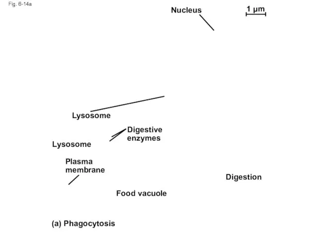 Fig. 6-14a Nucleus 1 µm Lysosome Lysosome Digestive enzymes Plasma membrane Food vacuole Digestion (a) Phagocytosis