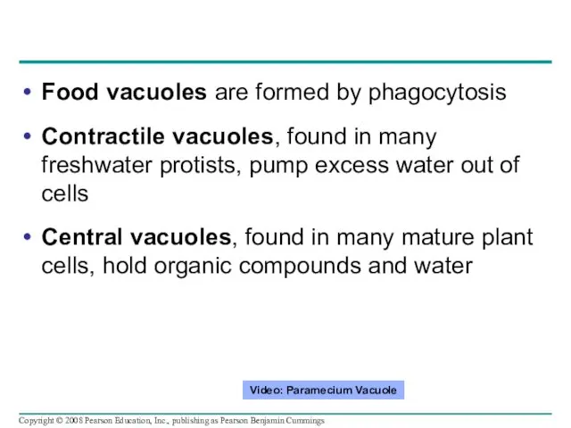 Food vacuoles are formed by phagocytosis Contractile vacuoles, found in