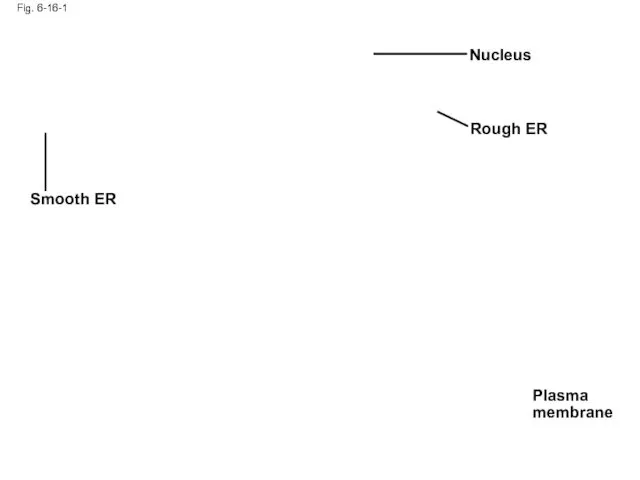Fig. 6-16-1 Smooth ER Nucleus Rough ER Plasma membrane