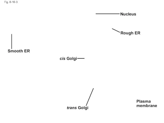 Fig. 6-16-3 Smooth ER Nucleus Rough ER Plasma membrane cis Golgi trans Golgi
