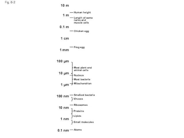 Fig. 6-2 10 m 1 m 0.1 m 1 cm