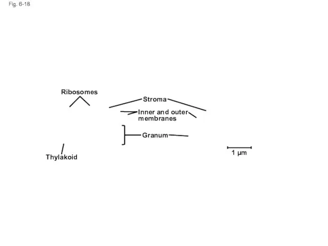 Fig. 6-18 Ribosomes Thylakoid Stroma Granum Inner and outer membranes 1 µm