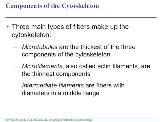 Components of the Cytoskeleton Three main types of fibers make