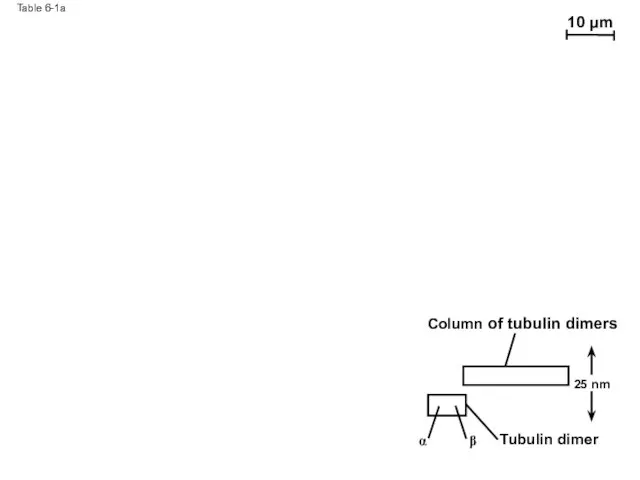Table 6-1a 10 µm Column of tubulin dimers Tubulin dimer α β 25 nm