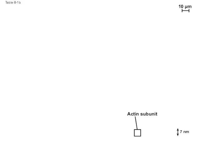 Table 6-1b Actin subunit 10 µm 7 nm