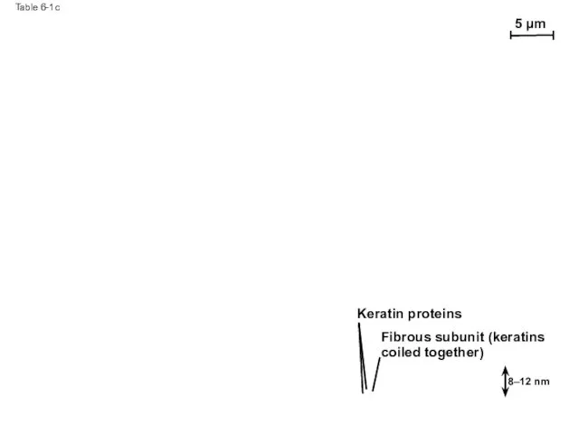 Table 6-1c 5 µm Keratin proteins Fibrous subunit (keratins coiled together) 8–12 nm