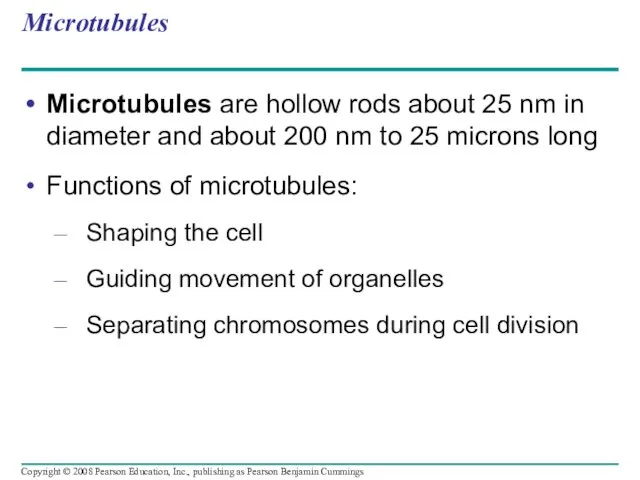 Microtubules Microtubules are hollow rods about 25 nm in diameter