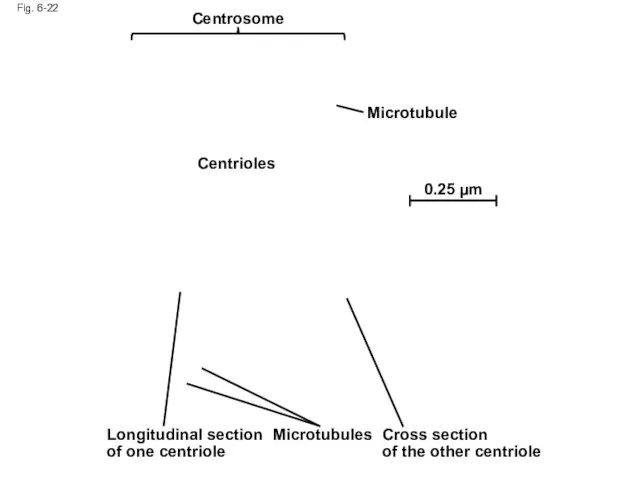 Fig. 6-22 Centrosome Microtubule Centrioles 0.25 µm Longitudinal section of