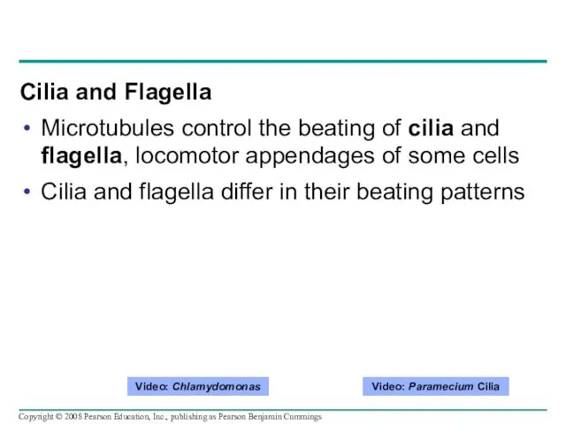 Cilia and Flagella Microtubules control the beating of cilia and