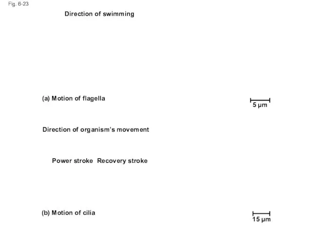 Fig. 6-23 5 µm Direction of swimming (a) Motion of