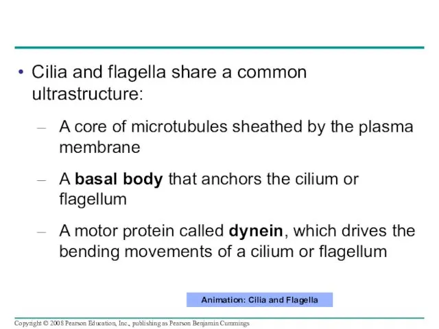 Cilia and flagella share a common ultrastructure: A core of