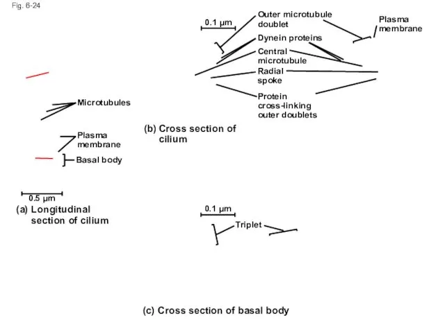 Fig. 6-24 0.1 µm Triplet (c) Cross section of basal