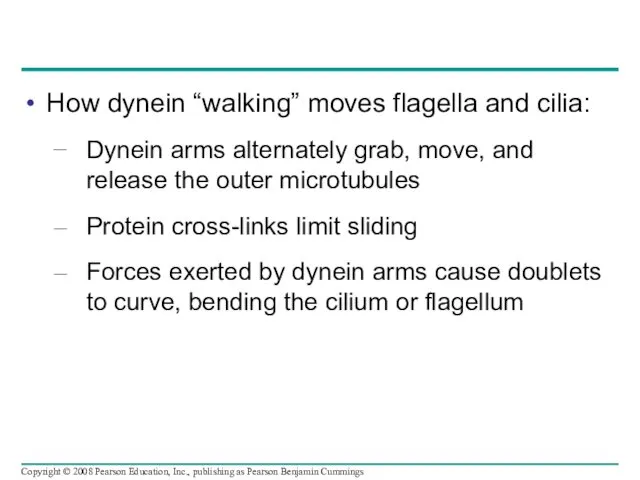 How dynein “walking” moves flagella and cilia: Dynein arms alternately