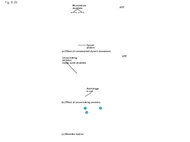 Fig. 6-25 Microtubule doublets Dynein protein ATP ATP (a) Effect