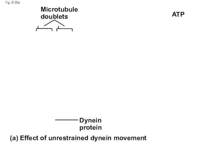 Fig. 6-25a Microtubule doublets Dynein protein (a) Effect of unrestrained dynein movement ATP