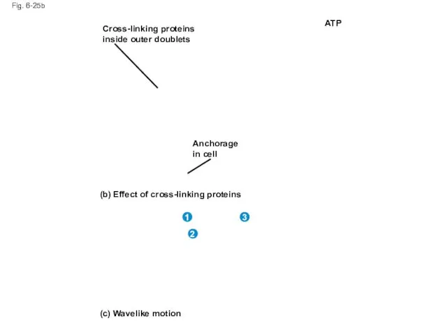 Fig. 6-25b Cross-linking proteins inside outer doublets Anchorage in cell