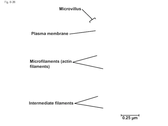 Fig. 6-26 Microvillus Plasma membrane Microfilaments (actin filaments) Intermediate filaments 0.25 µm