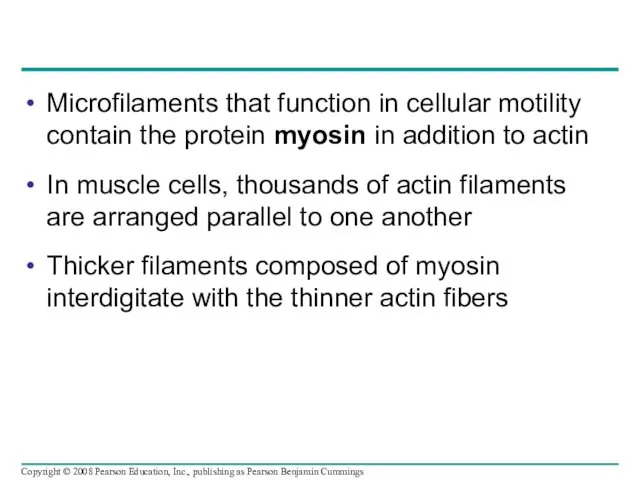 Microfilaments that function in cellular motility contain the protein myosin