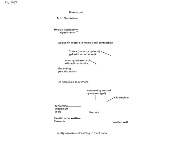 Fig. 6-27 Muscle cell Actin filament Myosin filament Myosin arm