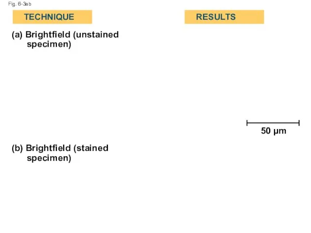 Fig. 6-3ab (a) Brightfield (unstained specimen) (b) Brightfield (stained specimen) TECHNIQUE RESULTS 50 µm