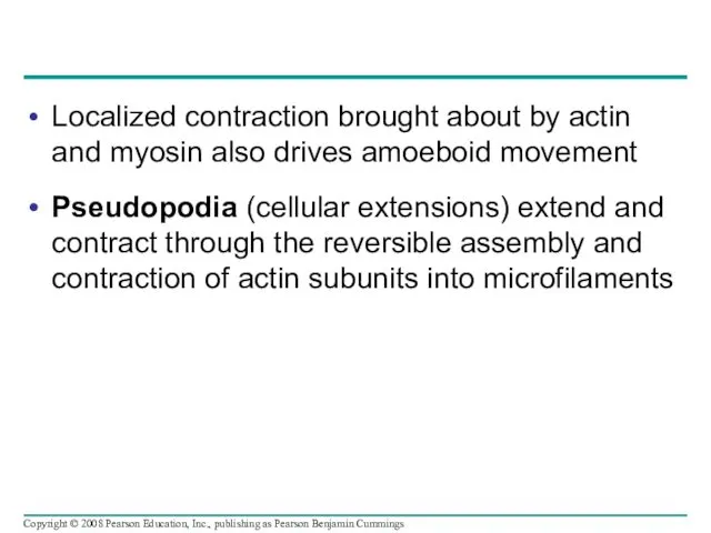 Localized contraction brought about by actin and myosin also drives