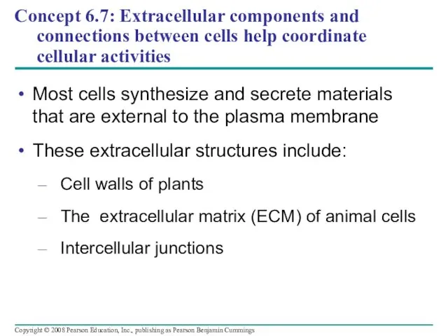 Concept 6.7: Extracellular components and connections between cells help coordinate