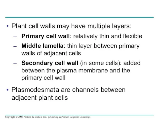 Plant cell walls may have multiple layers: Primary cell wall: