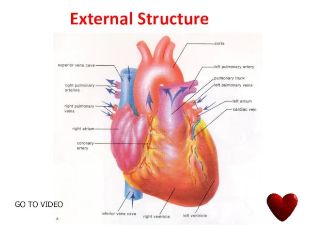 External Structure GO TO VIDEO