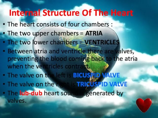 Internal Structure Of The Heart The heart consists of four