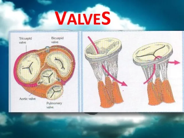 VALVES