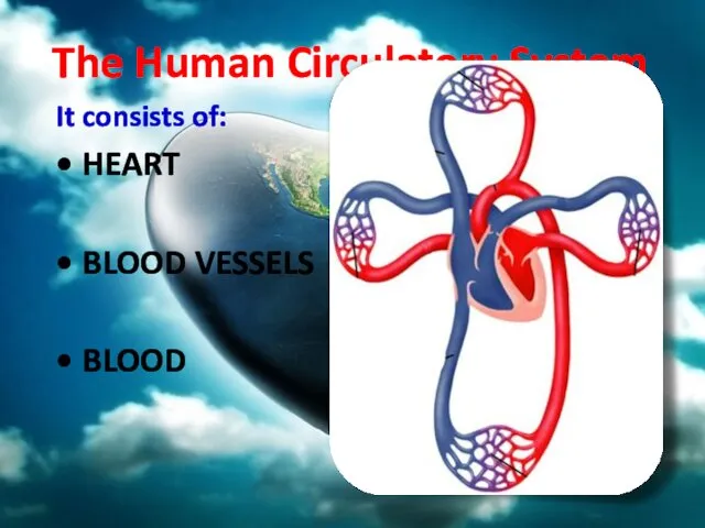 The Human Circulatory System It consists of: HEART BLOOD VESSELS BLOOD