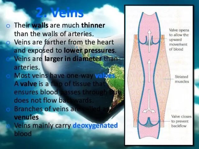 2. Veins Their walls are much thinner than the walls