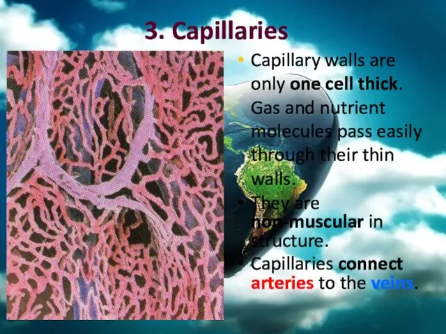 3. Capillaries Capillary walls are only one cell thick. Gas