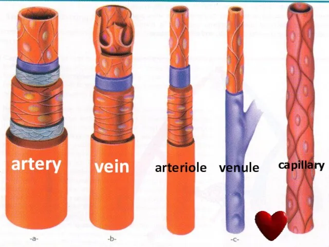 artery vein arteriole venule capillary