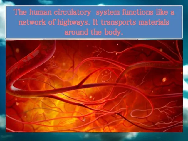 The human circulatory system functions like a network of highways. It transports materials around the body.