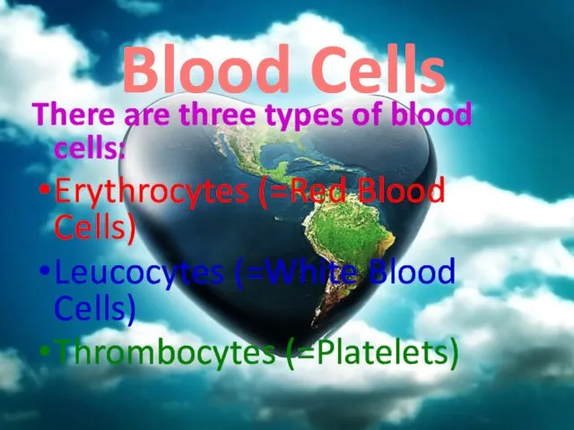 Blood Cells There are three types of blood cells: Erythrocytes