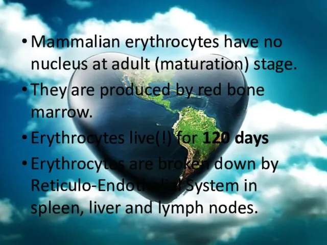 Mammalian erythrocytes have no nucleus at adult (maturation) stage. They