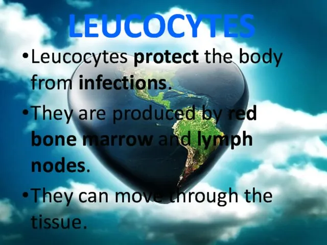 LEUCOCYTES Leucocytes protect the body from infections. They are produced