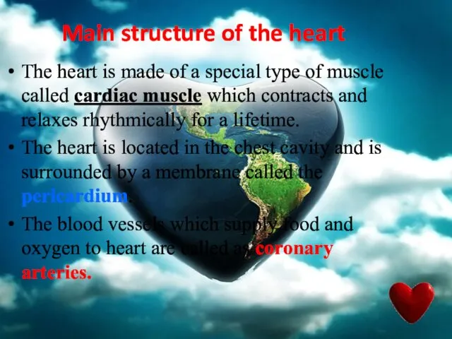 Main structure of the heart The heart is made of