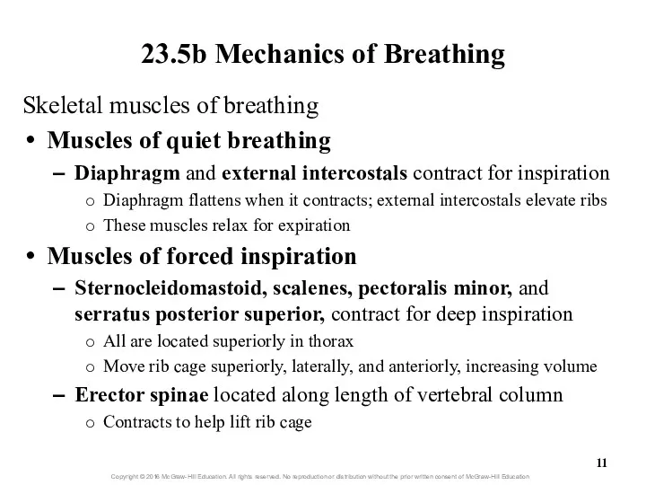 23.5b Mechanics of Breathing Skeletal muscles of breathing Muscles of