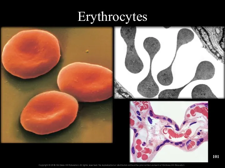 Erythrocytes