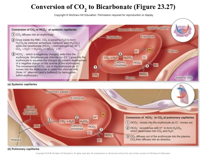 Conversion of CO2 to Bicarbonate (Figure 23.27)