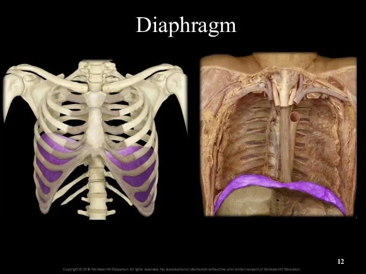 Diaphragm