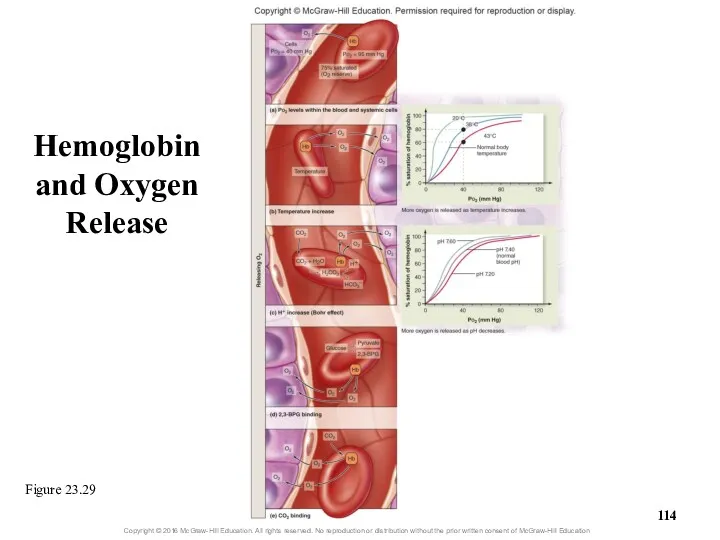 Hemoglobin and Oxygen Release Figure 23.29